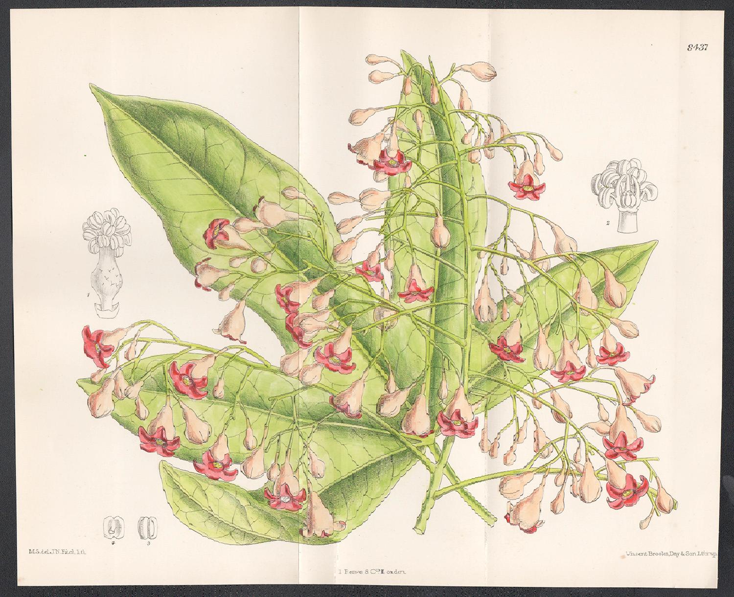 Brachychiton Acerifolius, plante australienne, lithographie botanique d'antiquités - Print de John Nugent Fitch after Matilda Smith