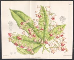 Brachychiton Acerifolius, Australian plant, antique botanical lithograph print