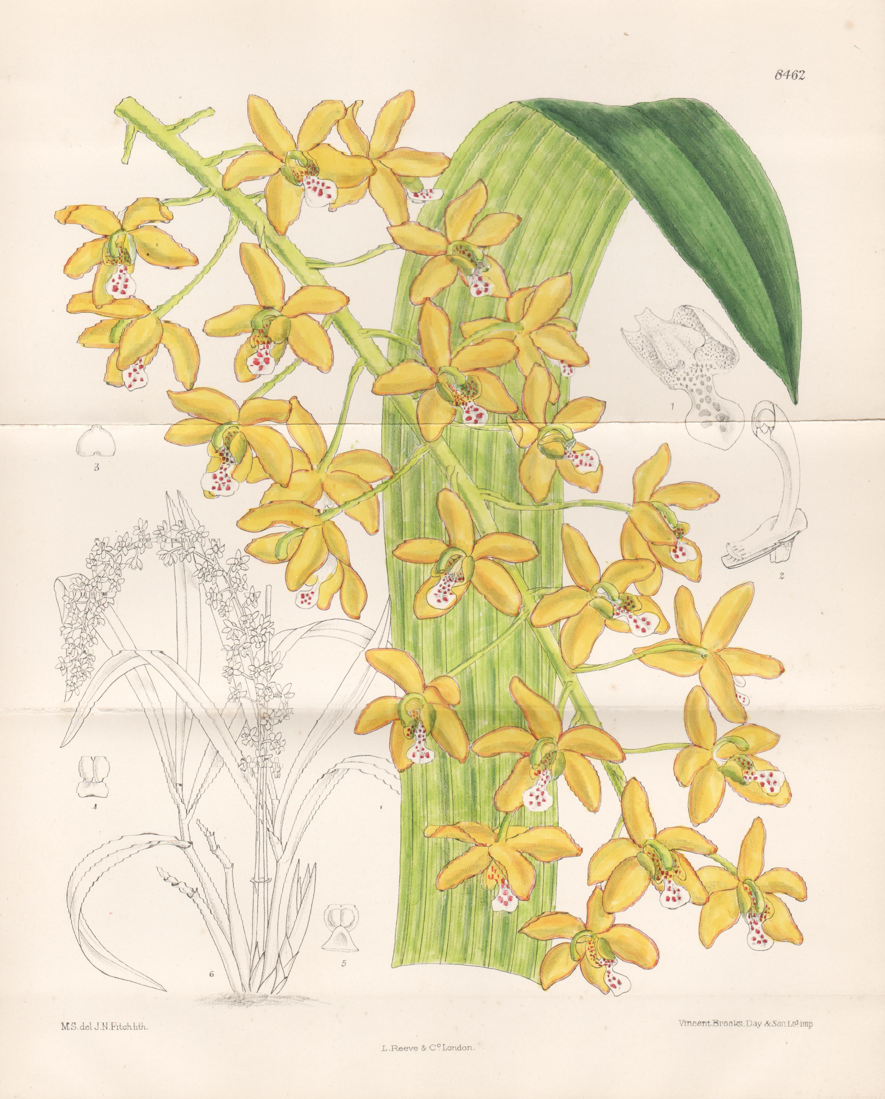 Eriopsis Helenae, orchid, Peru, antique botanical lithograph print