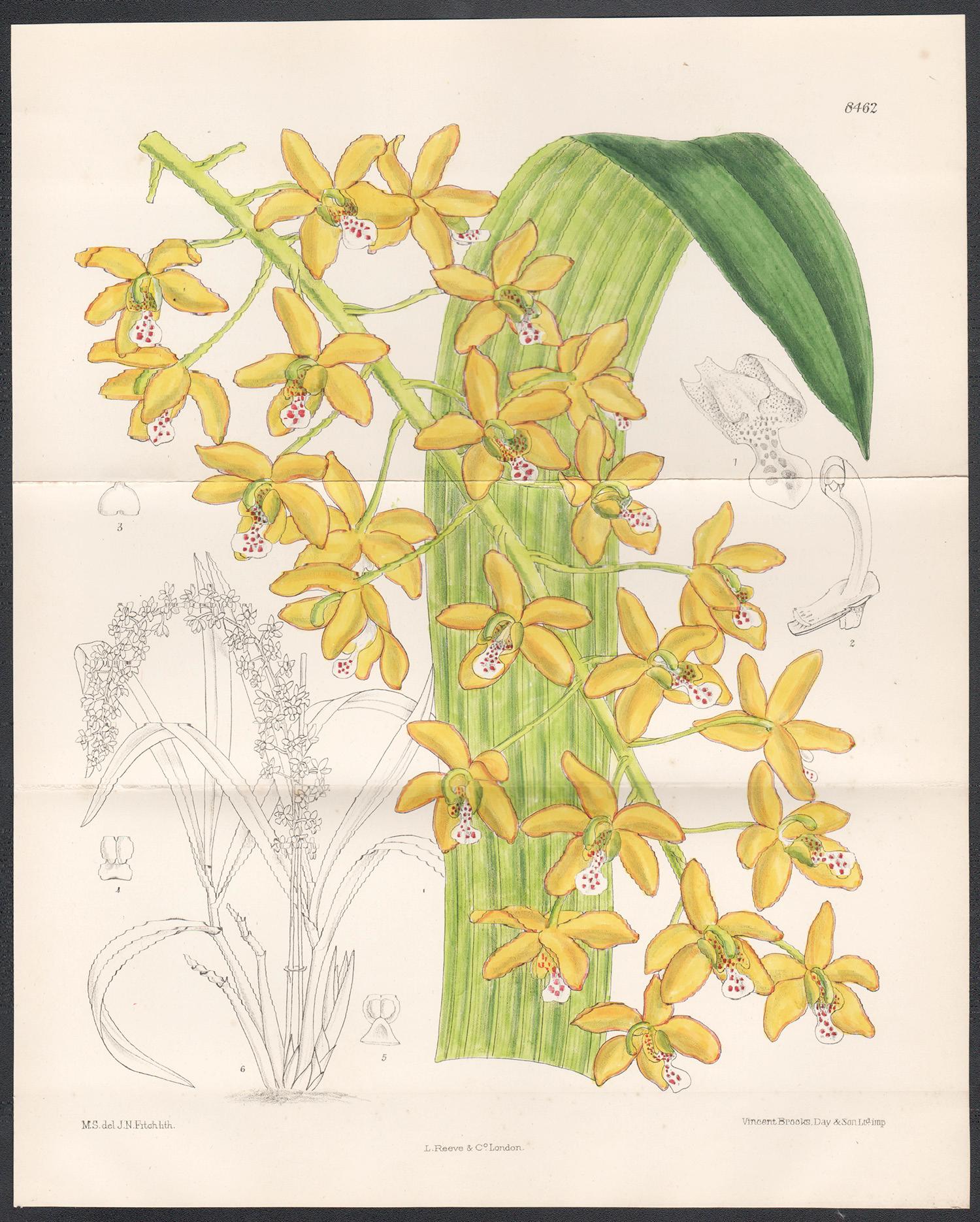 Eriopsis Helenae, orchid, Peru, antique botanical lithograph print - Print by John Nugent Fitch after Matilda Smith