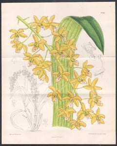 Eriopsis Helenae, orchid, Peru, antique botanical lithograph print