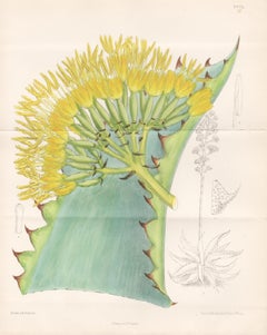 Agave Marmorata, succulent native to Mexico, antique botanical lithograph print