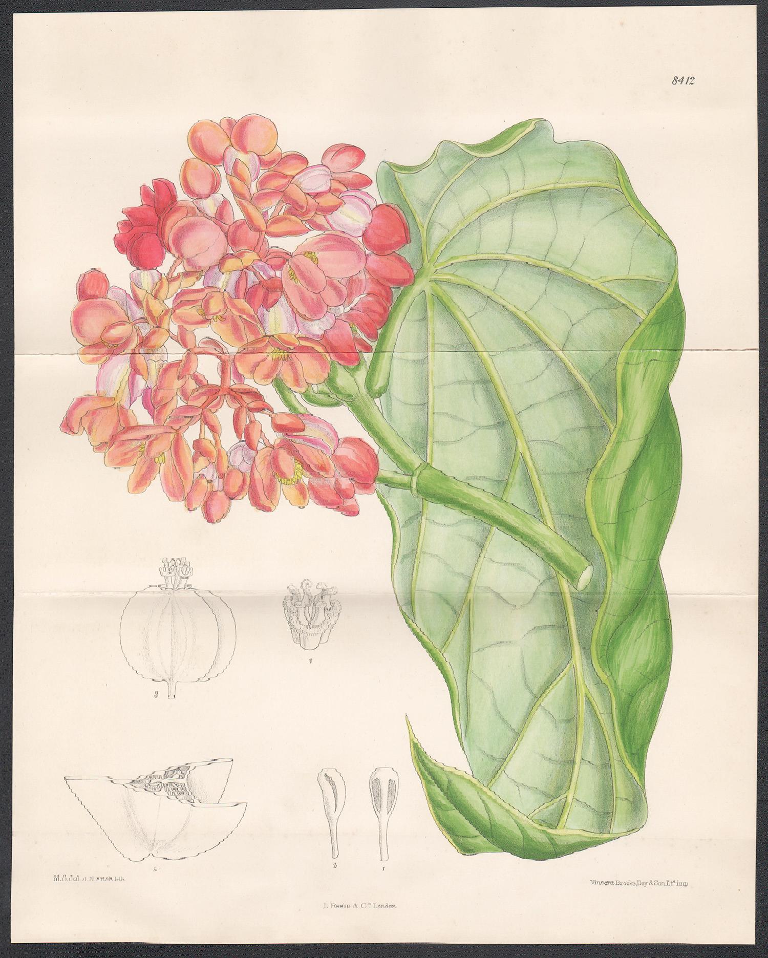 Begonia dichroa, native to Brazil, antique botanical lithograph print - Print by John Nugent Fitch after Matilda Smith
