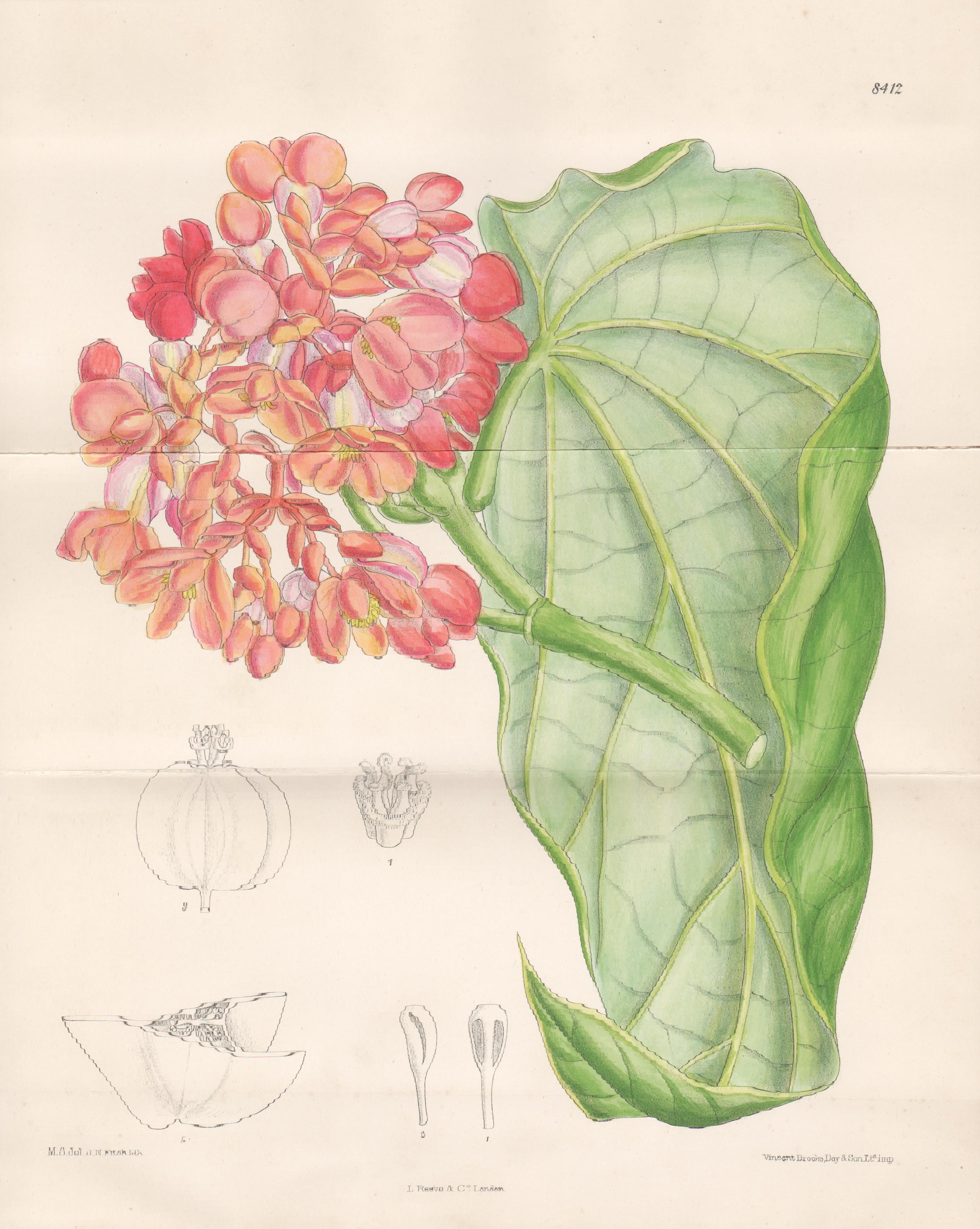 Begonia dichroa, native to Brazil, antique botanical lithograph print