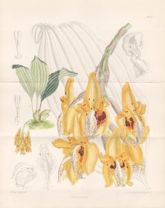 Stanhopea Peruviana, orchid, native to Peru, antique botanical lithograph print