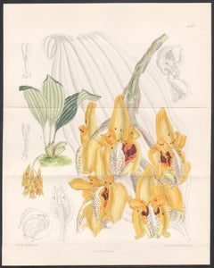 Stanhopea Peruviana, orchid, native to Peru, antique botanical lithograph print