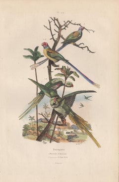 Alexandrine Parrot and Long-tailed Parrots, French bird colour engraving, 1839