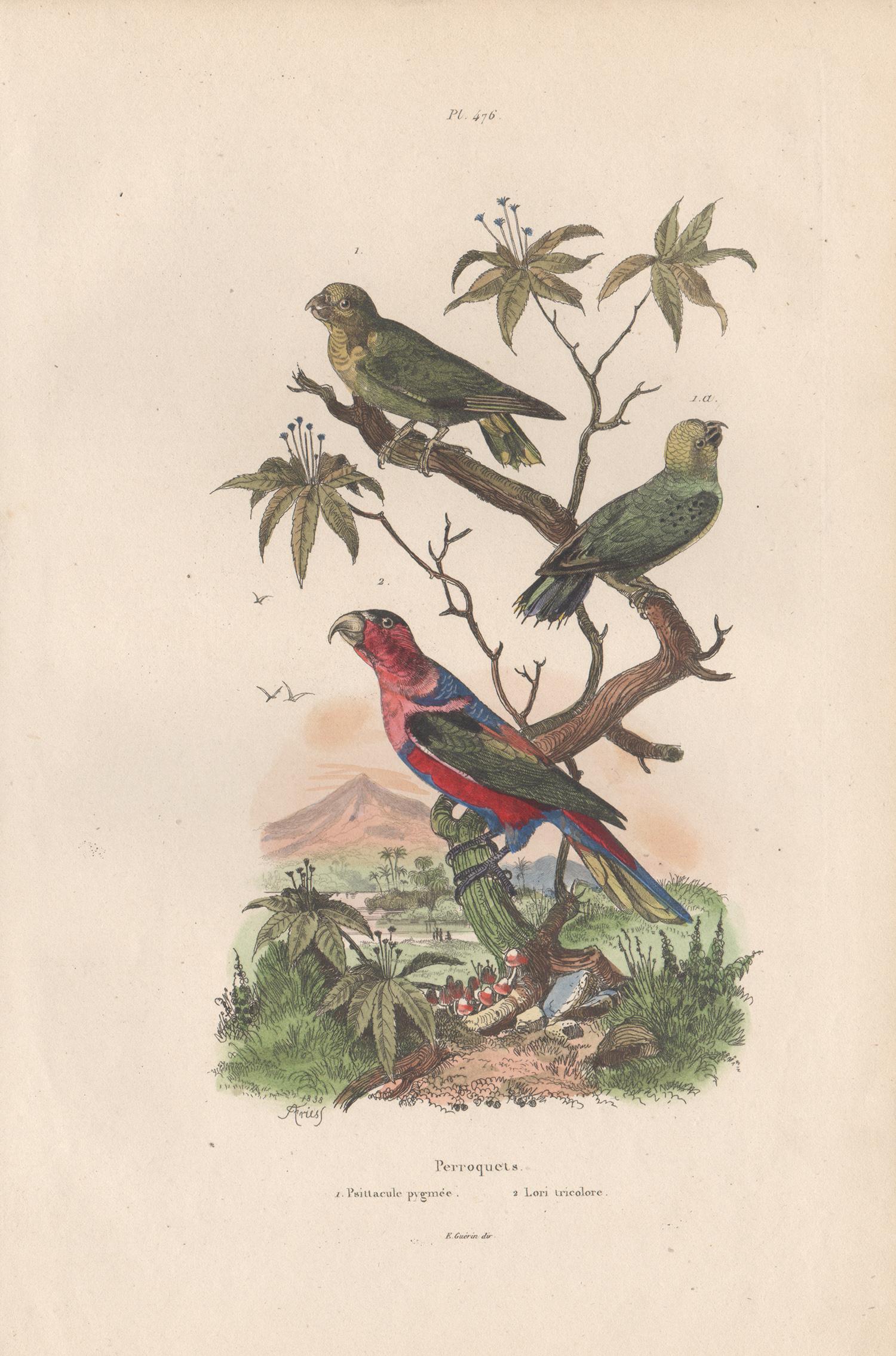 Da Casse after A Fries Animal Print - Pygmy Parrot and Three Coloured Lorikeet, French bird colour engraving, 1839