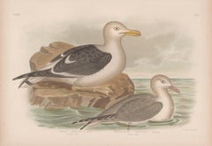Pacific Gull and Silver Gull, antique sea bird chromolithograph print, 1889