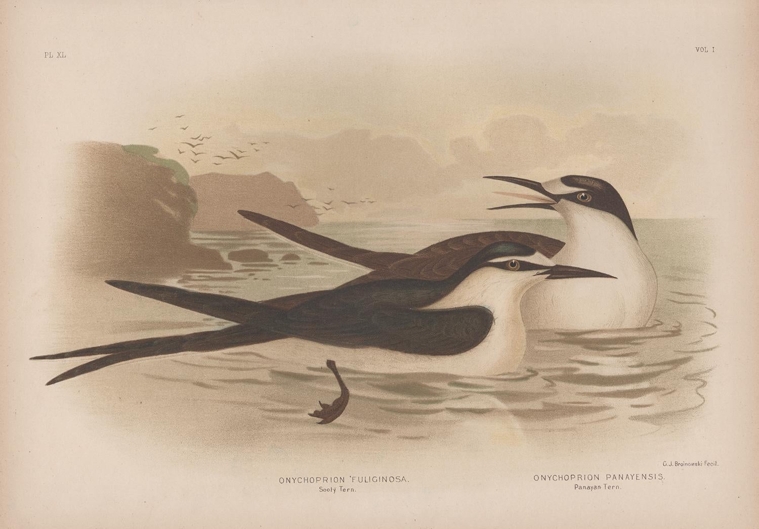 Animal Print Gracius Broinowski - Sooty Tern et Panayan Tern, ancien tirage chromolithographie d'oiseau de mer, 1889