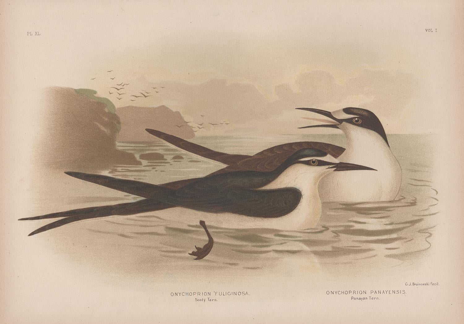 Animal Print de Gracius Broinowski - Gaviotín sombrío y Gaviotín panayo, impresión cromolitográfica antigua de aves marinas, 1889