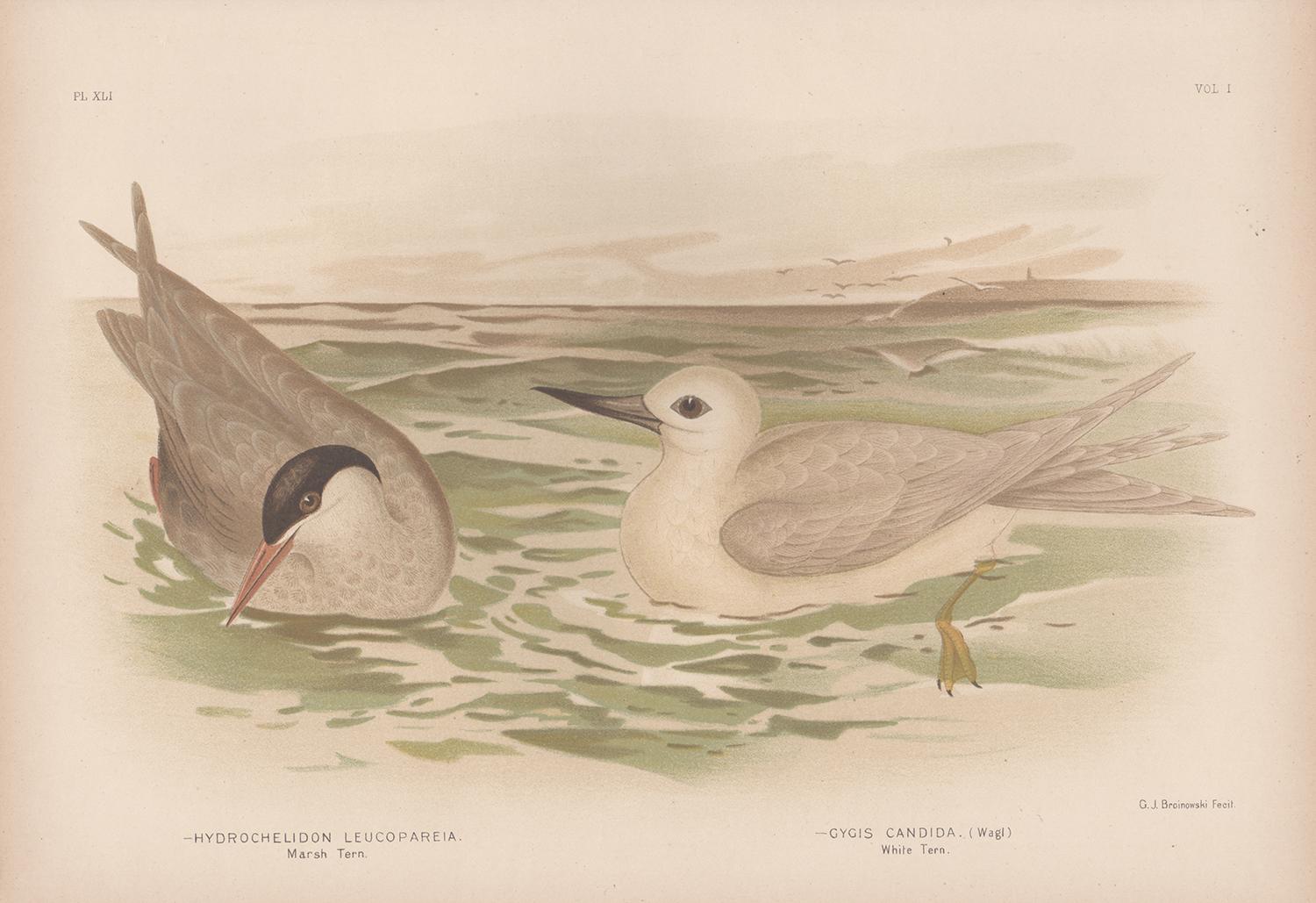 Marsh Tern und Weiß Tern, antiker Seevogel-Chromolithografiedruck, 1889