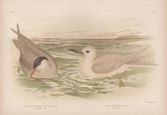 Marsh Tern and White Tern, antique sea bird chromolithograph print, 1889