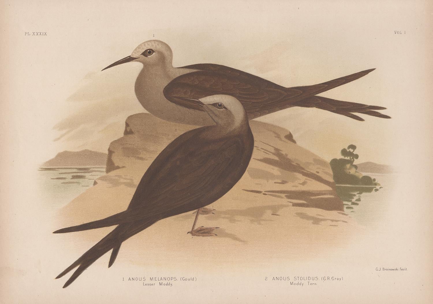 Lesser Moddy et Moddy Tern, ancien tirage chromolithographie d'oiseau de mer, 1889