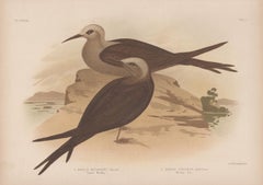 Lesser Moddy and Moddy Tern, Antique sea bird chromolithograph print, 1889