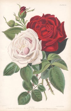A Victorian English White and Red Rose botanical flower engraving