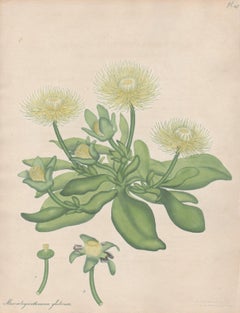 Mesembryanthemum glabrum - English Henry Andrews botanical flower engraving