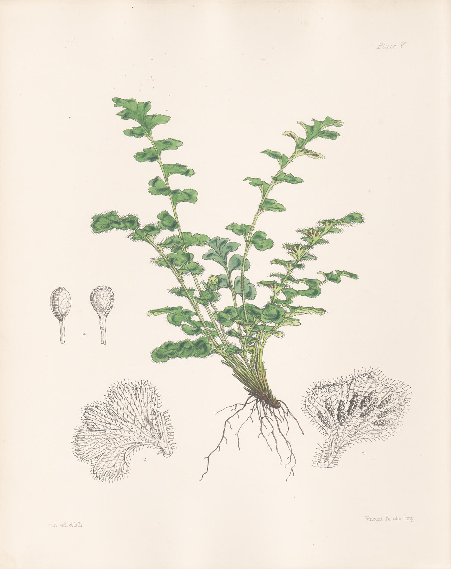 Walter Hood Fitch Still-Life Print - Rue-leaved Gymnogramme, antique fern botanical plant lithograph print, 1859