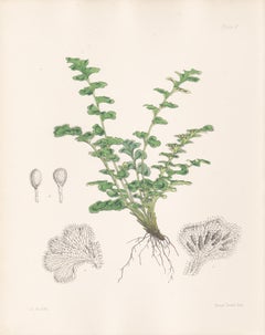 Rue-leaved Gymnogramme, antique fern botanical plant lithograph print, 1859