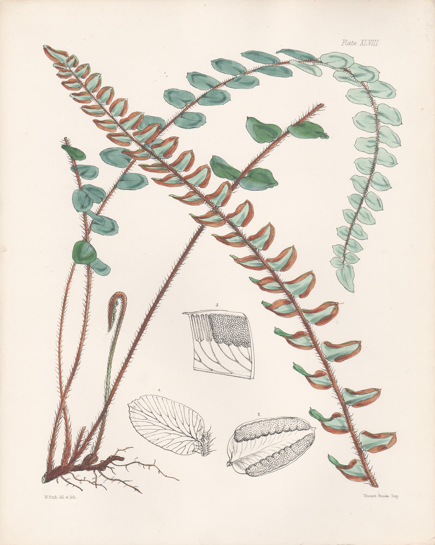 Round-leaved Pellaea, antique fern botanical plant lithograph print, 1859