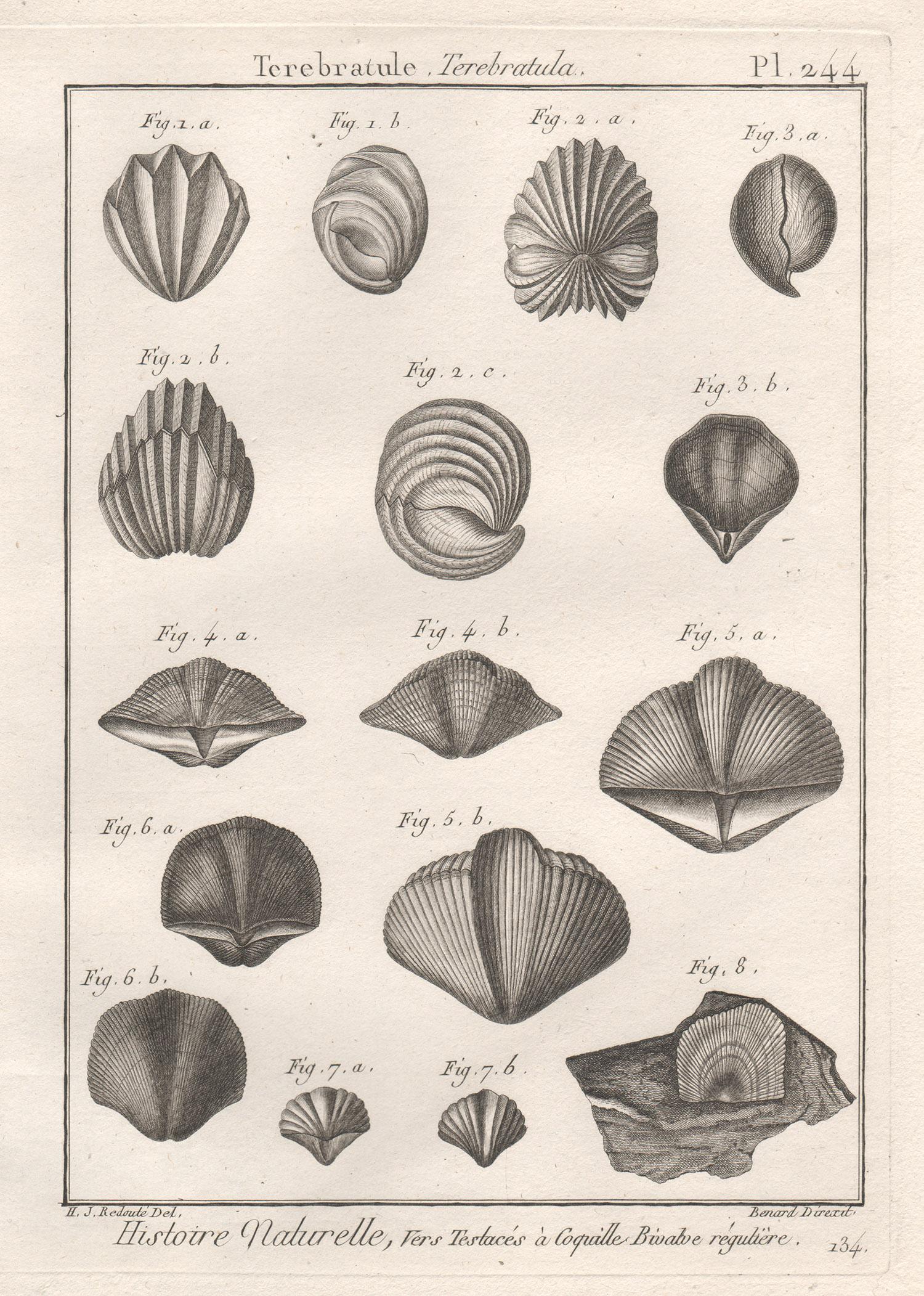 Conchiglie, incisione di conchiglie marine di storia naturale francese del XVIII secolo