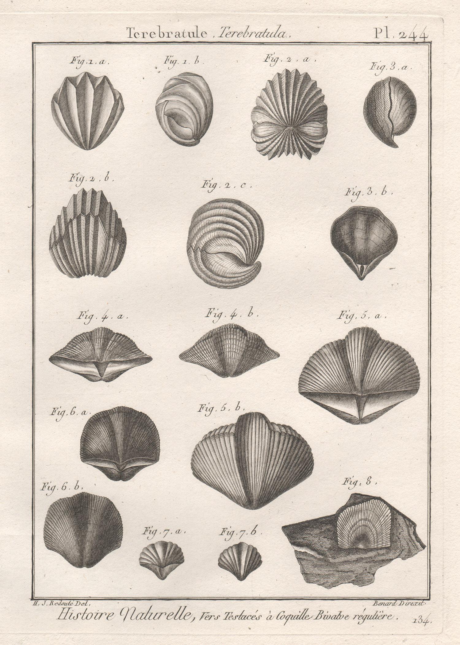 Robert Benard after Henry Joseph Redoute Print - Shells, French 18th century natural history marine sea shell engraving 