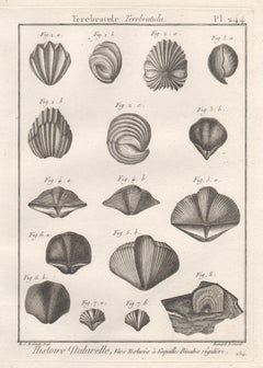 Coquillages, gravure française d'histoire naturelle des mers du 18e siècle représentant des coquillages 