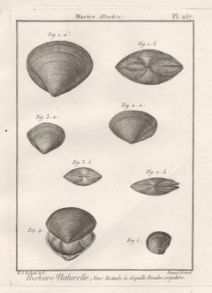 Shells, French 18th century natural history marine sea shell engraving 