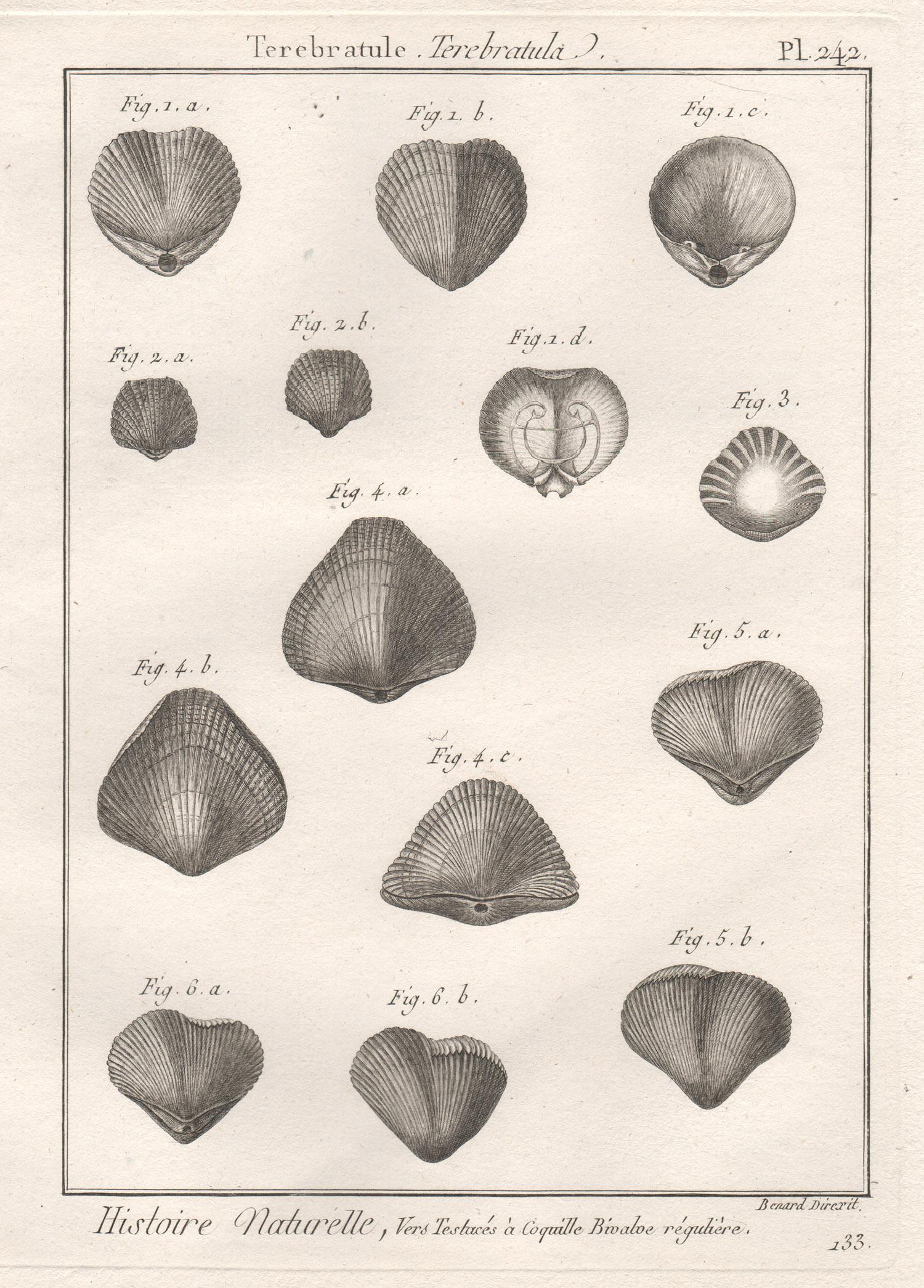 Robert Benard after Henry Joseph Redoute Print - Shells, French 18th century natural history marine sea shell engraving 