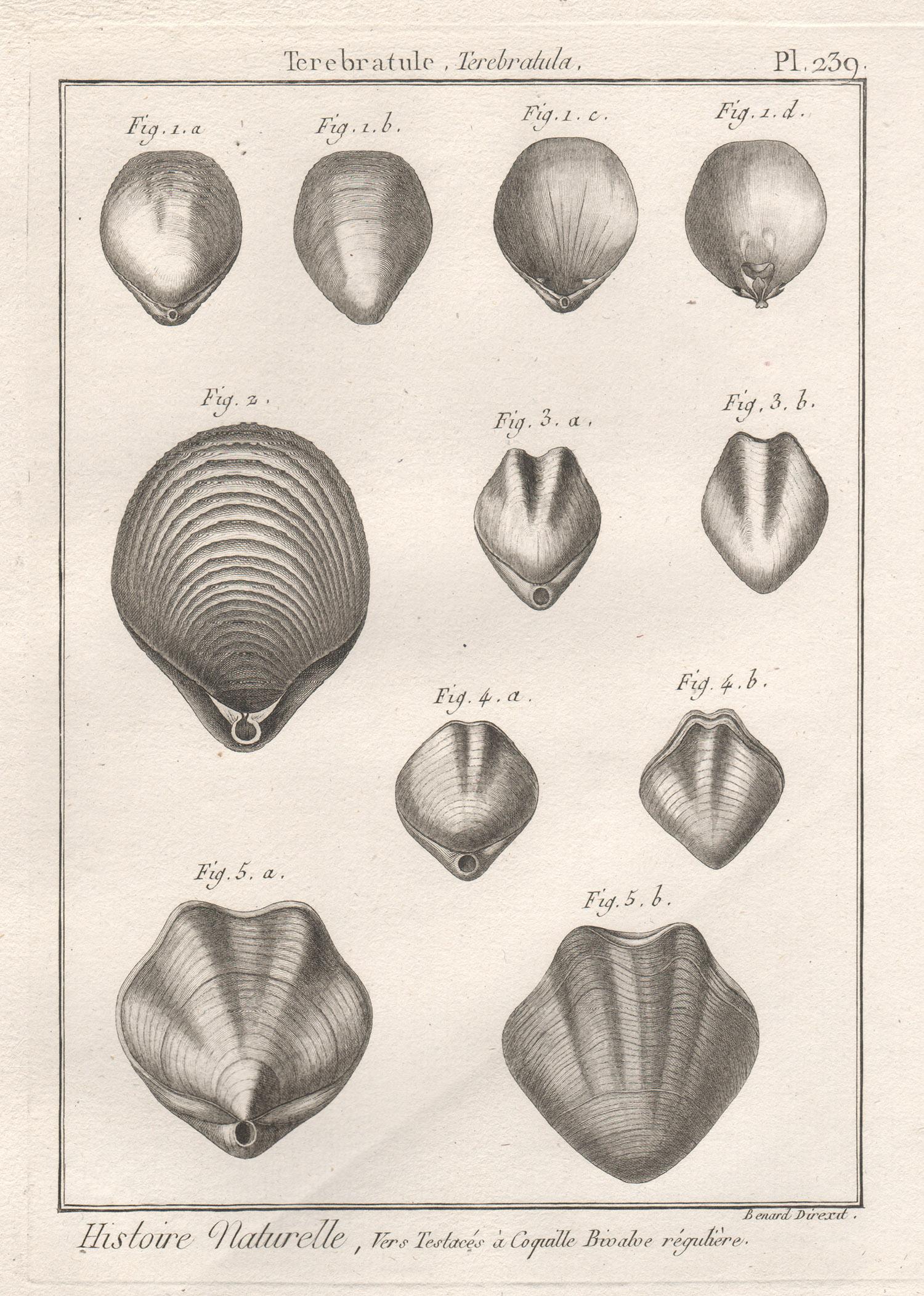 Muschelschalen, französische Muschelgravur aus der Naturgeschichte des 18. Jahrhunderts mit Muscheln 