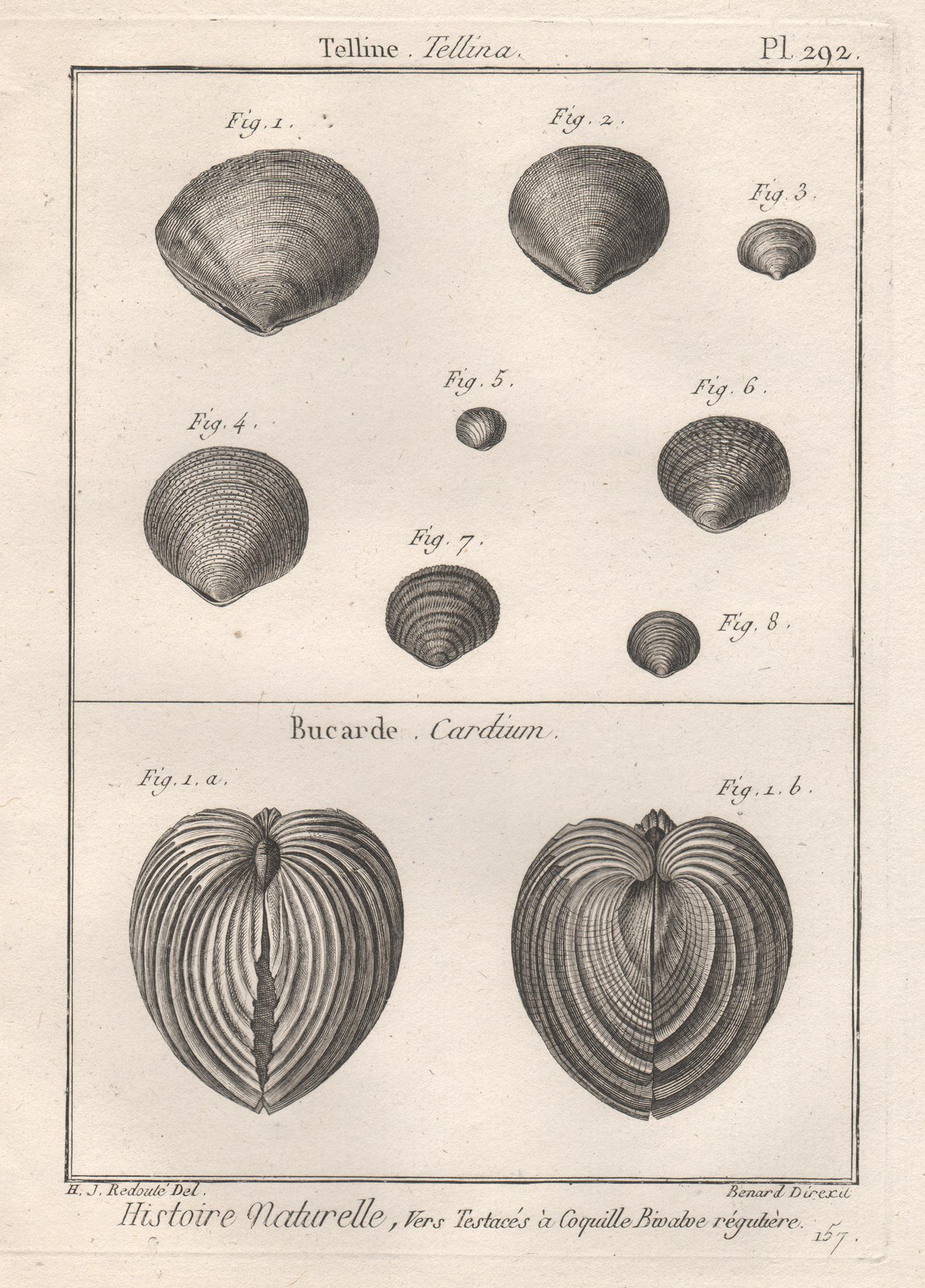 Print Robert Benard after Henry Joseph Redoute - Coquillages, gravure française d'histoire naturelle des mers du 18e siècle représentant des coquillages 