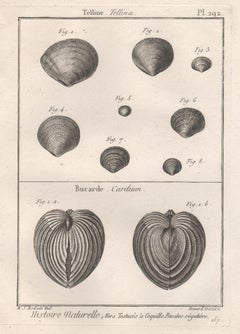 Shells, French 18th century natural history marine sea shell engraving