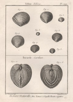 Coquillages, gravure française d'histoire naturelle des mers du 18e siècle représentant des coquillages 