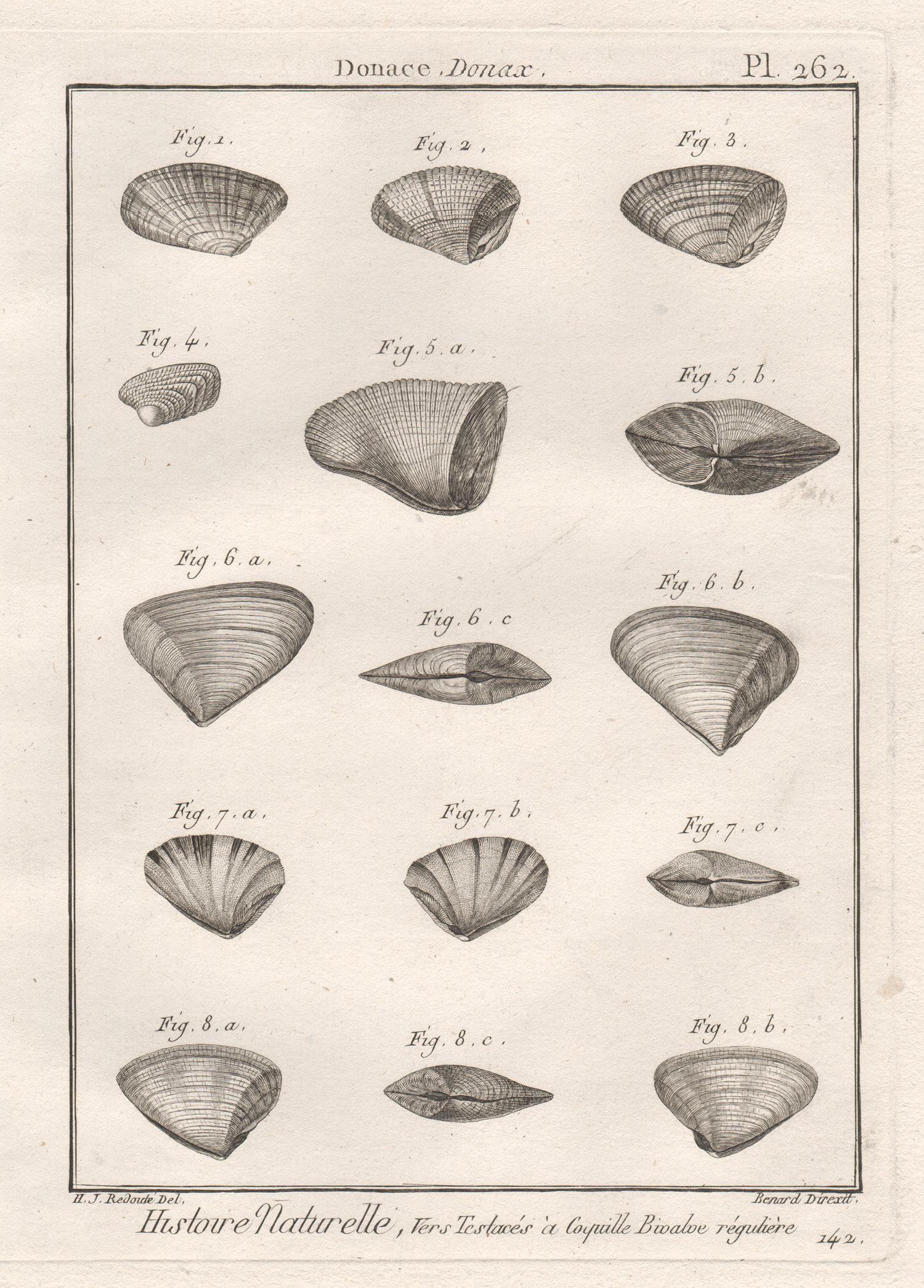 Robert Benard after Henry Joseph Redoute Print - Shells, French 18th century natural history marine sea shell engraving 