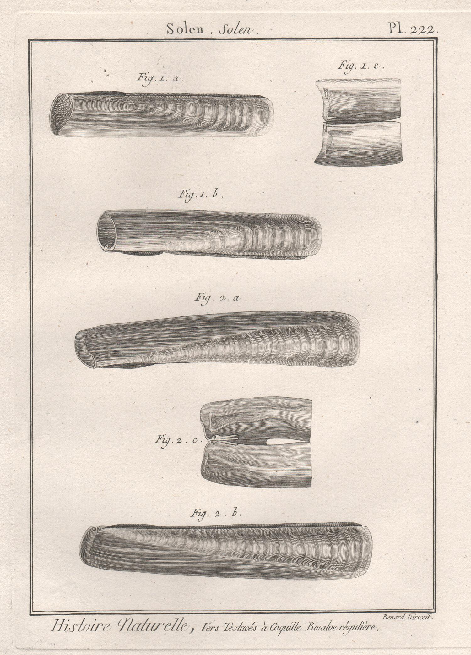Shells, French 18th century natural history marine sea shell engraving 