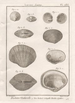 Coquillages, gravure française d'histoire naturelle des mers du 18e siècle représentant des coquillages 