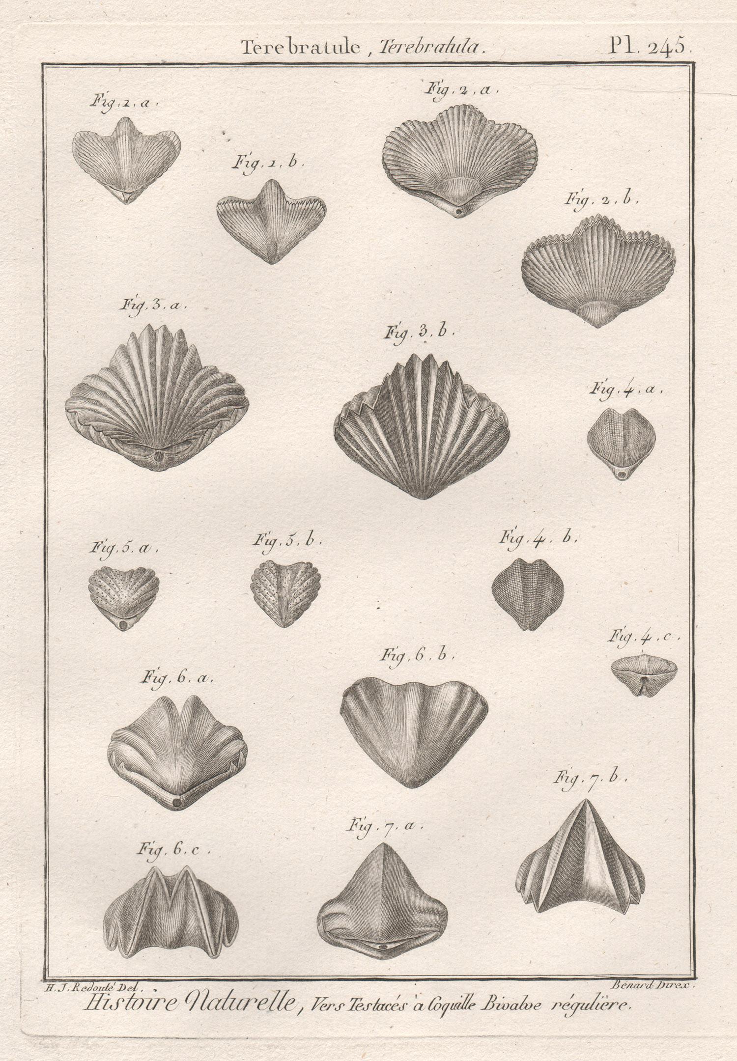 Coquillages, gravure d'histoire naturelle sur coquillage marin du 18e siècle, France 