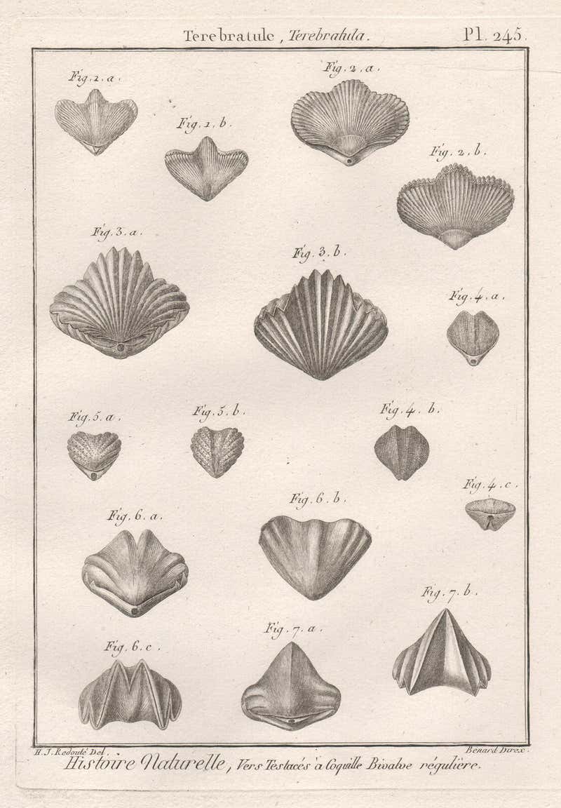 Robert Benard after Henry Joseph Redoute - Shells, French 18th century ...