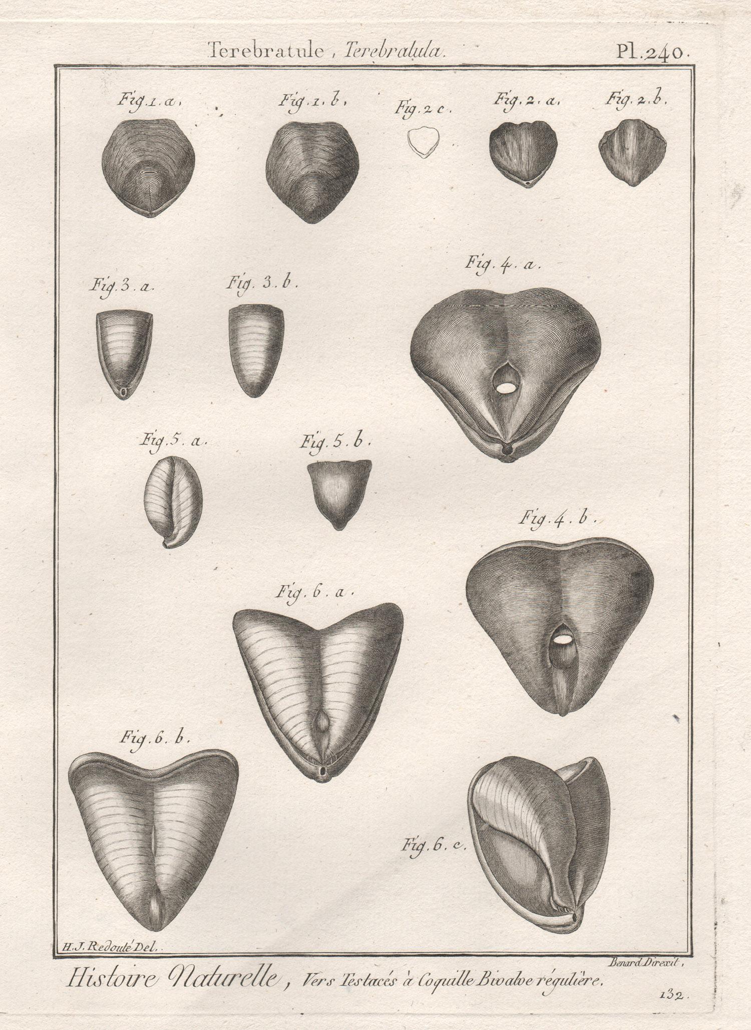 Coquillages, gravure française d'histoire naturelle des mers du 18e siècle représentant des coquillages 