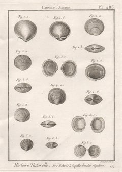 Shells, French 18th century natural history marine sea shell engraving