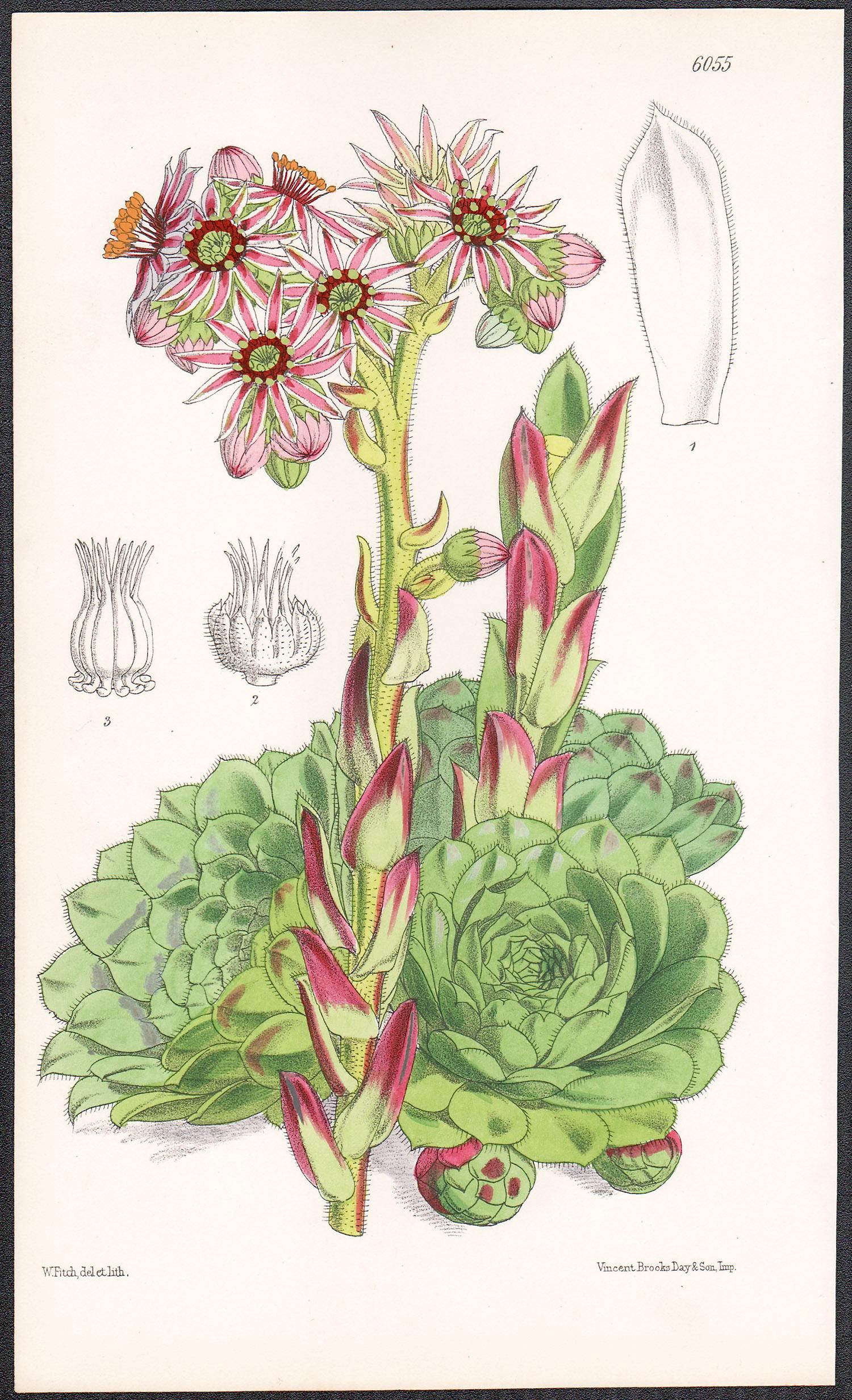 12 Botanical lithographs with original hand-colouring , 1873, by Walter Hood Fitch (1817-1892).

235mm by 145mm (sheet)

Walter Hood Fitch was a Scottish botanical artist. From Curtis's Botanical Magazine. William Curtis (1746-1799) was a trained