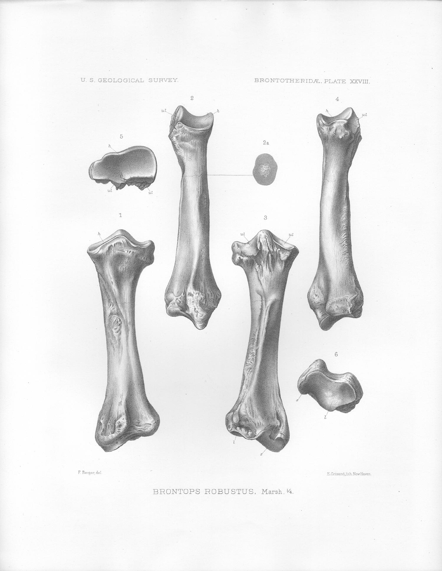 Brontops Robustus, antique Como Bluff dinosaur bone lithograph print