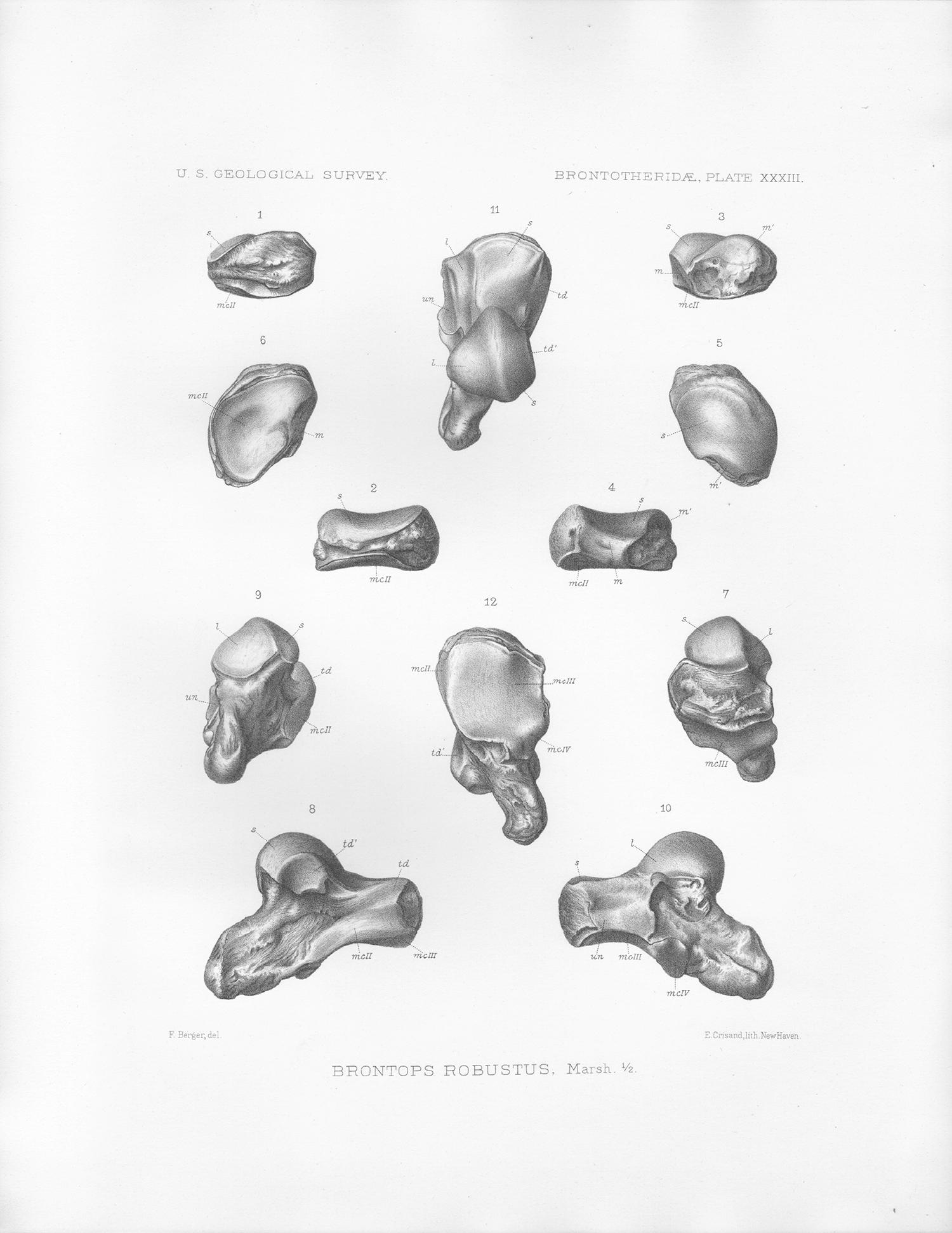 Emil Crisand after Frederick Berger Animal Print - Brontops Robustus, antique Como Bluff dinosaur bone lithograph print