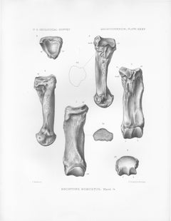 Brontops Robustus, Antique Como Bluff dinosaur bone lithograph print