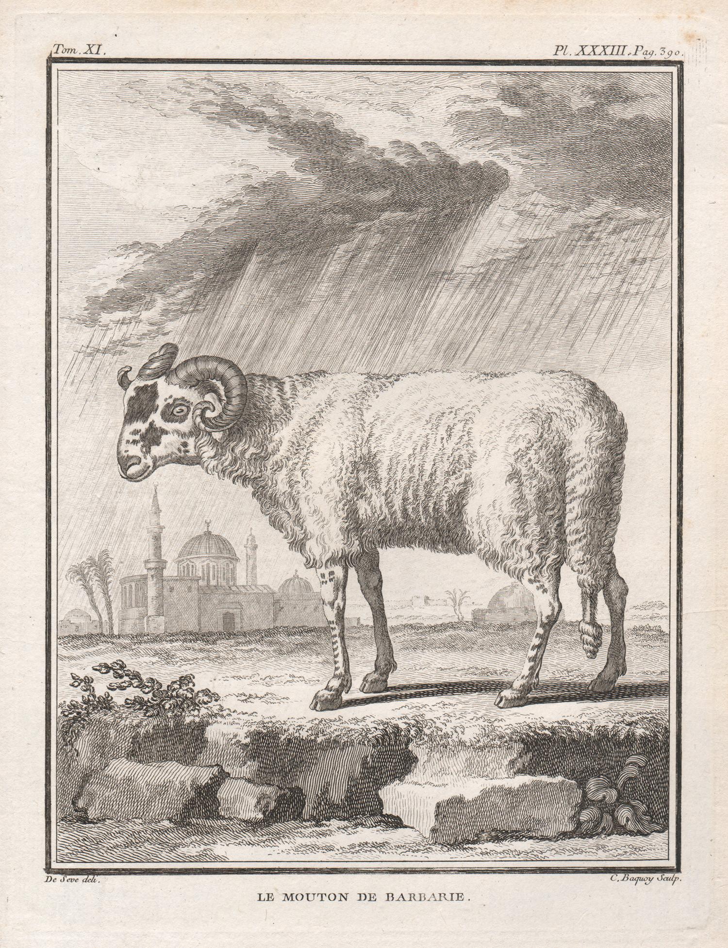 Jacques de Seve Animal Print - Le Mouton de Barbarie, antique French 1760s sheep engraving