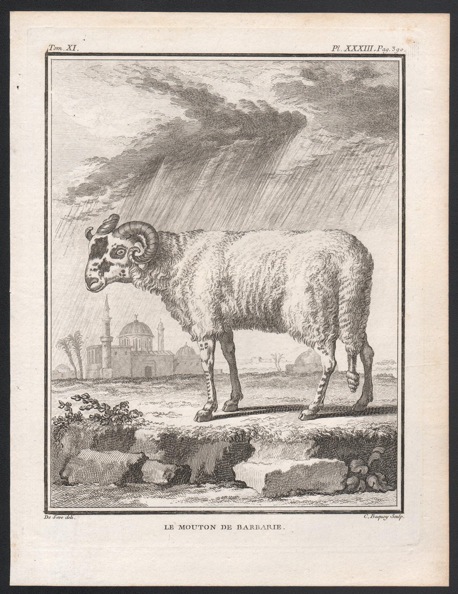 Le Mouton de Barbarie, antique French 1760s sheep engraving - Print by Jacques de Seve
