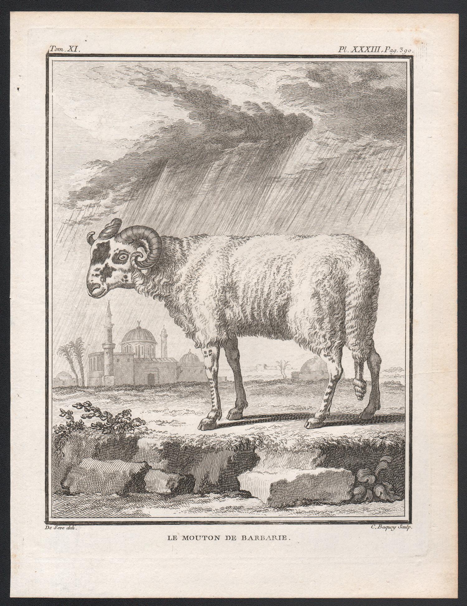 Le Mouton de Barbarie, gravure française ancienne de moutons des années 1760 - Print de Jacques de Seve