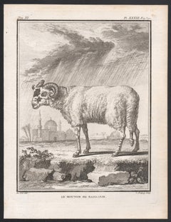 Le Mouton de Barbarie, antique French 1760s sheep engraving