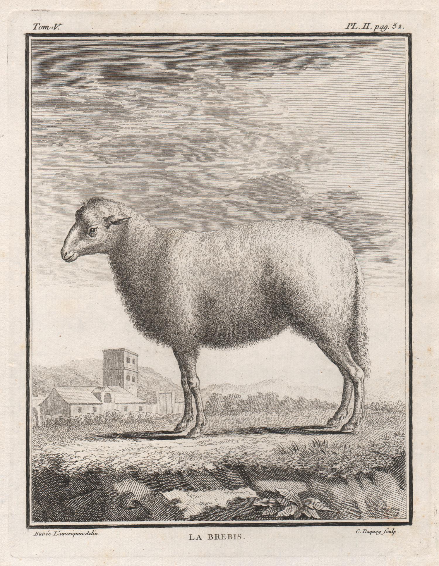 Buvee Lameriquin Animal Print - La Brebis, antique French 1760s sheep engraving