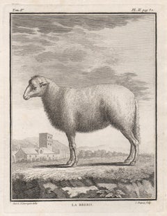 La Brebis, antique French 1760s sheep engraving